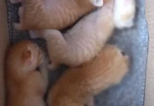 Kendalikan Populasi Kucing Liar lewat Strelisasi Bersubsidi