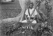 Polemik Keberadaan Harimau Sumatra