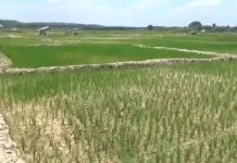 BPBD Muara Jambi Tetapkan Sembilan Kecamatan Rawan Kekeringan