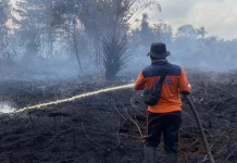 Lahan Gambut BPBD Sarolangun Waspadai Karhutla di Air Hitam