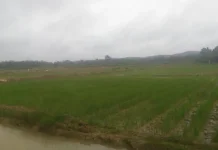 Batang Hari Bidik Tiga Kali Tanam Padi Setahun