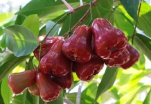 Pohon Buah Berakar Aman tanpa Merusak Bangunan