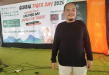 Perburuan Ilegal Ancaman Terbesar Harimau Sumatera