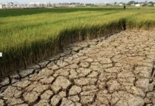 Tanggapan Masyarakat terhadap Dampak Kekeringan pada Lahan Pertanian