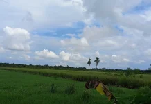 Kemarau Belum Berdampak Signifikan, Ribuan Hektare Sawah Tanjab Timur Siap Panen