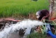 Ketahanan Pangan Jambi Dinilai Aman meski Kemarau Berkepanjangan