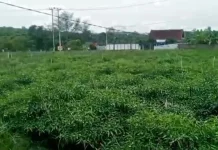 Hortikultura Batanghari Lebih Siap Hadapi Kemarau