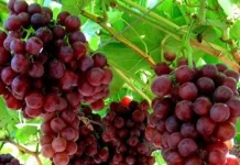Buah yang Aman Dikonsumsi Penderita Tekanan Darah Tinggi