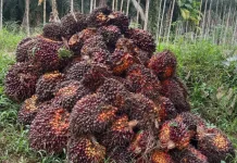Terkoreksi Harga Tandan Buah Segar Sawit Jambi Turun Tipis
