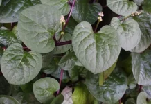 Manfaat Daun Binahong Campur Madu untuk Kesehatan Tubuh