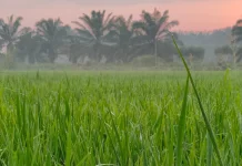 Waspada Kemarau yang bisa Mengancam Sawah di Jambi