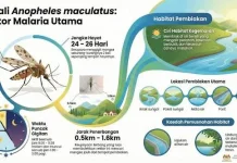 Nyamuk Anopheles Betina Penyebab Malaria