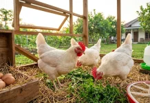 Jenis Ayam Elba Petelur Cocok untuk Peternak Rumahan