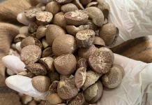 Pemprov Jambi Dorong Hilirisasi Pinang Demi Dongkrak Kesejahteraan Petani