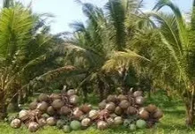 Hari Kelapa Sedunia Diperingati Setiap Tanggal 2 September
