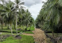 Industri Kelapa Skala Besar Membutuhkan Investasi Bernilai Ratusan Miliar