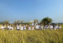 Budidaya Tanaman Padi PM AAS Dorong Peningkatan Produktivitas Petani