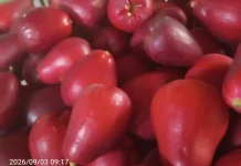 Si Merah Ranum yang Kaya Manfaat