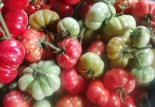Lebih Menyegarkan dari Jeruk Limau: Keajaiban Tomat Mawar dalam Ulekan Sambal