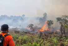 Sebanyak 1.846 Titik Panas Terdeteksi di Jambi pada Awal September
