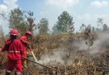 Januari hingga September 179 Kejadian Kebakaran Terjadi di Kota Jambi