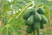 Bukan Buahnya, Justru Getah Pepaya Punya Nilai Ekonomi Tinggi