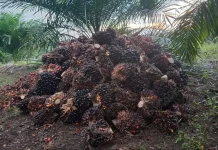 Harga Tandan Buah Segar Kelapa Sawit Jambi Terpantau Landai