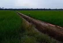 Bulog Jambi Serap 8.339 Ton Gabah, Realisasi Lampaui Target