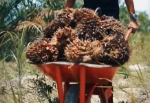 Pemprov Jambi Dorong Hilirisasi Sawit untuk Tingkatkan Nilai Tambah Daerah