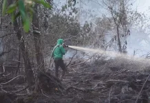 Data Kenaikan Luasan Lahan Terbakar di Jambi Mencapai 408,58 hektare