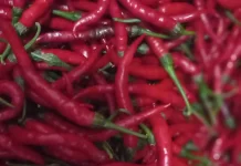BPS Jambi Catat Inflasi September 0,19 Persen, Pendorongnya Cabai Merah