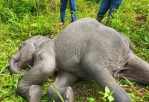 Anak Gajah Ditemukan Mati di Area Konsesi Jambi, Warga Soroti Perlindungan Satwa