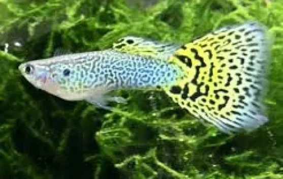 Tips Memelihara Ikan Guppy