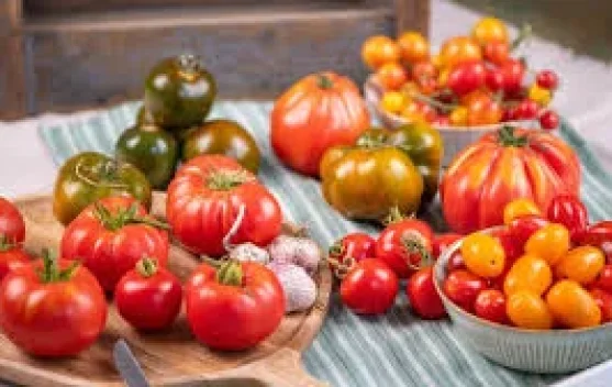 Mengenal Jenis Tomat Populer