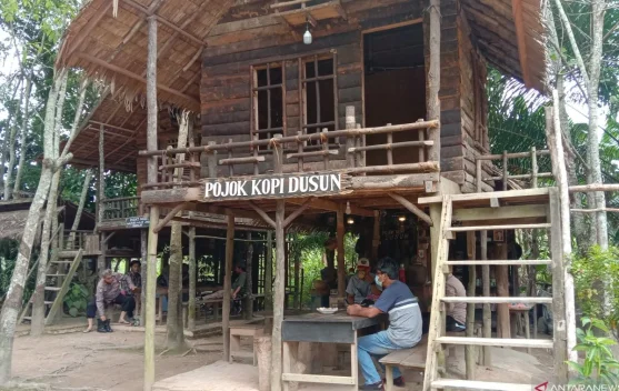Kopi dari Jambi ada Arabika Robusta serta Liberika