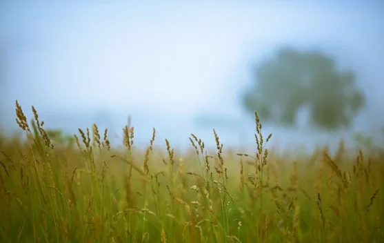 Pentingnya Mewaspadai Kabut Embun di Pagi Hari