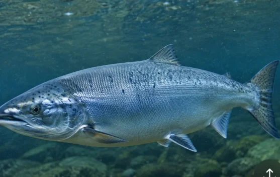 Jenis ikan yang Bagus dibeli saat Beku