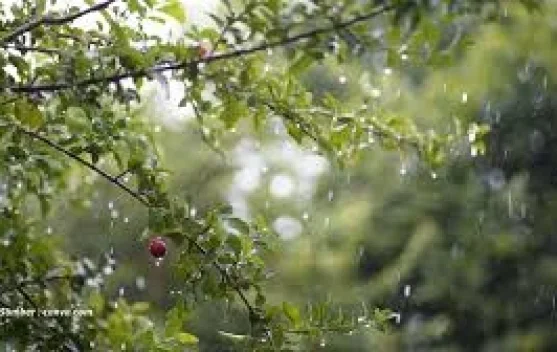 Selama 52 Tahun Jambi telah Kehilangan sekitar 2,5 juta Hektare Hutan