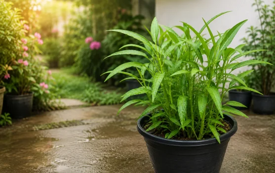 Cara Praktis Menanam Kangkung di Pot