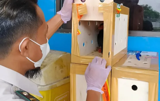 Perkuat Biosekuriti Karantina Jambi Perketat Pengawasan Pemasukan Ayam Bangkok