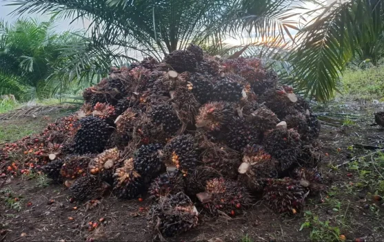 Harga Tandan Buah Segar Sawit Jambi Kembali Menguat