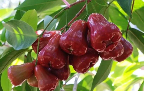 Pohon Buah Berakar Aman tanpa Merusak Bangunan