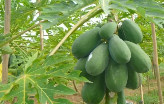 Bukan Buahnya, Justru Getah Pepaya Punya Nilai Ekonomi Tinggi