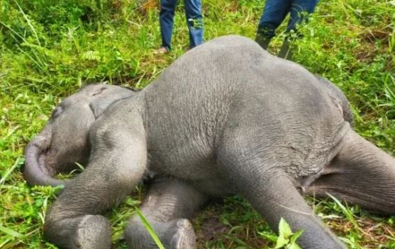 Anak Gajah Ditemukan Mati di Area Konsesi Jambi, Warga Soroti Perlindungan Satwa