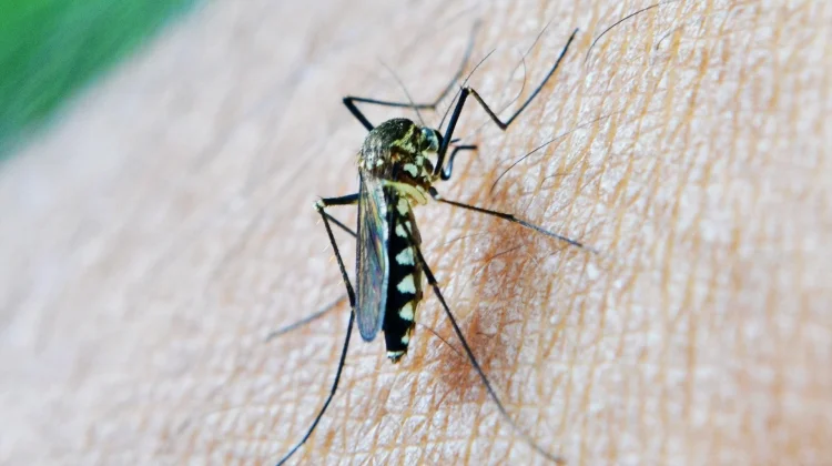Waspada, Gejala Malaria Tidak Selalu Klasik