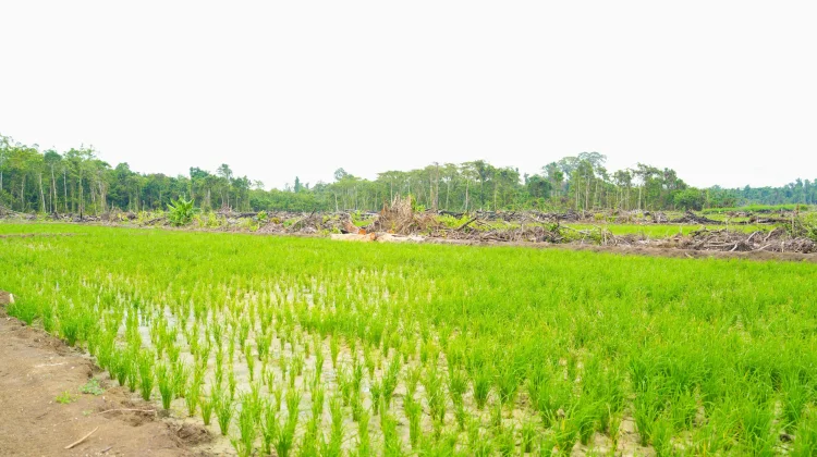 Keerom Diproyeksikan Jadi Lumbung Pangan Papua