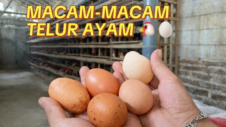 Kenali Kualitas Telur Ayam Berdasarkan Cangkangnya