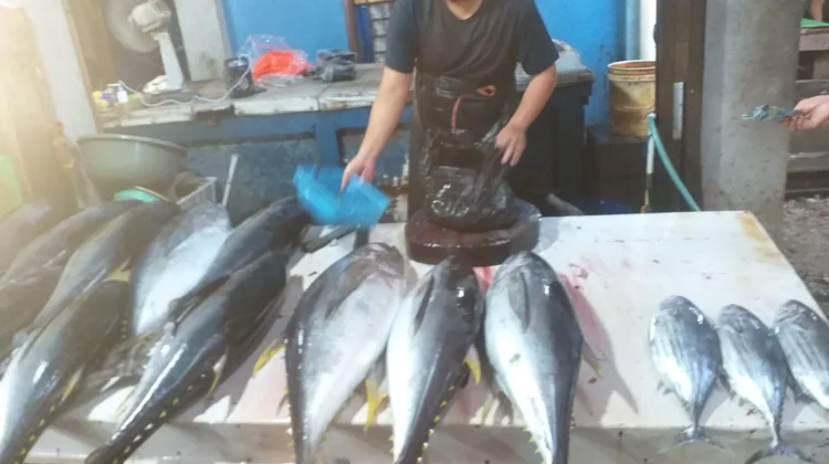 Omset Penjualan Ikan Segar Menurun