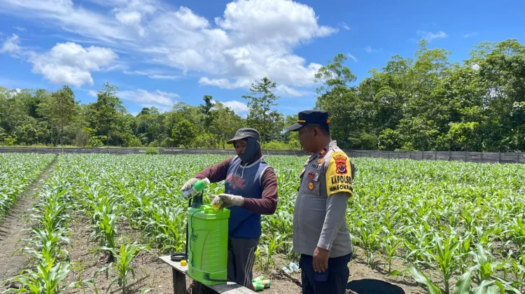 Polsek Nimbokrang Tinjau Perawatan Lahan Jagung