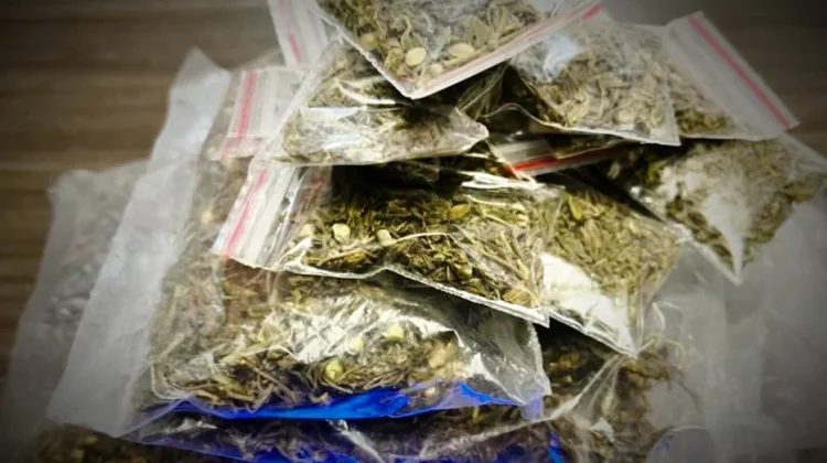 Sehari, Polisi Amankan Setengah Kilogram Ganja